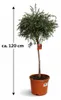 Callistemon « Masotti Mini Red » env. 120 cm – Callistemon Voir les images du produit 5