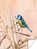 MuchoWow® Poster Vogel - Blaumeise - Schilf 120x160 cm - Produktbild-Vorschau 1