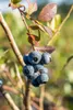 Kulturheidelbeere Bluecrop 80-100 cm, im Topf - Vaccinium Produktbild-Vorschau 4
