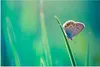 MuchoWow® Poster Schmetterling - Gras - Licht 120x80 cm - Produktbild-Vorschau 1