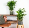 Bloomique - Zestaw 2 szt. - Chamaedorea Elegans - Podgląd zdjęcia produktu 4