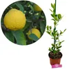 Citrus macrophylla, Alemow, 2 litry Topf Náhled obrázku produktu 1