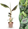 Green boutiQ - Plante fruitière - Musa Ever Red - Bananiers Voir les images du produit 1