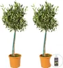 Bloomique - 2er-Set - Olea Europaea - Olivenbaum auf Stamm Produktbild-Vorschau 1
