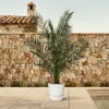 Albero del dattero delle Canarie Phoenix Canariensis - 27 Anteprima dell’immagine prodotto 1