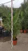 Phoenix Palme XXL Gesamthöhe bis ca. 220 cm Phoenix Produktbild-Vorschau 2