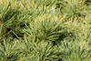 Pinus strobus 'Minima', Weymouth-Kiefer, kompakt, 25–30 cm Produktbild-Vorschau 9