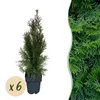 GreenboutiQ - Heckenpflanzen - Thuja occidentalis Smaragd - Produktbild-Vorschau 2