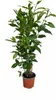 Echter Gewürzlorbeer Laurus nobilis 100–120 cm, winterhart Produktbild-Vorschau 4