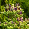 A close-up view of the top of a fir tree with many small purple cones. Produktbild-Vorschau