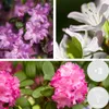 Bloomique - 3er-Set - Rhododendron - Lila, Rosa, Weiß - Produktbild-Vorschau 2
