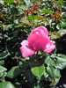 Edelrose Desiree ® - Rosa Desirèe- Tantau Rose - ADR Rose Produktbild-Vorschau 2