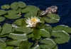 Bloomique - Nymphaea Marliacea Chormat - Gelbe Seerose - Produktbild-Vorschau 2