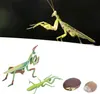 Wachstumszyklus-Insektenspielzeug, hochsimuliertes Produktbild-Vorschau 4