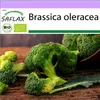 SAFLAX - BIO - Brokolica - Calabrese - Brassica oleracea - Náhľad obrázku produktu 10