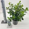 Escallonia 'Iveyi' - Arbusto andino | 30-40 cm in vaso Anteprima dell’immagine prodotto 2