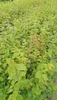 Hainbuche/ Hainbuchenhecke/ Buche/ Weißbuche (Carpinus Produktbild-Vorschau 2