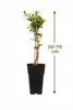 A potted plant with a size indicator. Náhled obrázku produktu