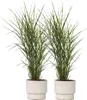 Chinaschilf - 2 Stk - Miscanthus 'Zebrinus' - Höhe 20-30cm Produktbild-Vorschau 7