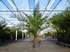 XXL 230 cm Phoenix canariensis, kanarische Dattelpalme Ø Produktbild-Vorschau 4