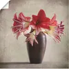 ARTland Poster Amaryllis Vintage II Größe: 40x40 cm Produktbild-Vorschau 1