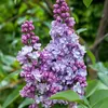 Green boutiQ - Gartenpflanze - Syringa vulgaris Michel Produktbild-Vorschau 5