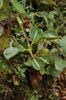 Rostlina Nepenthes lowii  – 5 semen Náhled obrázku produktu 3