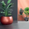 Three potted plants are displayed in a modern interior setting with a dark gray wall on the left and a coral wall on the right. Produktbild-Vorschau