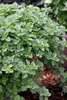 Origanum vulgare, Oregano, aromatisch, ca. 9x9 cm Topf Produktbild-Vorschau 11