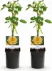 GreenboutiQ - Kletterrose - Rosa Spring Queen - Blüte Gelb Produktbild-Vorschau 1