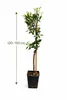Hernandina Clementinenbaum 120–150 cm – Mediterraner Produktbild-Vorschau 5