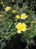 Rosa Sunmaid ® - Beetrose Sunmaid ® - Kordes Rose - ADR Produktbild-Vorschau 3