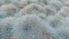 Stauden Gänge 3 x Festuca glauca/cinerea 'Elijah Blue' im 1 Produktbild-Vorschau 4