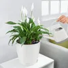LECHUZA Classico Color 21, Topfpflanzer, Freistehend, Produktbild-Vorschau 3