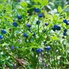 Plants by Frank | 6 Heidelbeerpflanzen 100% Biologisch | Produktbild-Vorschau 3