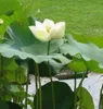 Weiße Indische Lotusblume (Nelumbo nucifera 'alba')  - 5 Produktbild-Vorschau 2