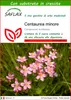 SAFLAX  - Centaurea minore - 250 semi - Con substrato - Anteprima dell’immagine prodotto 1