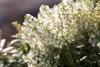 Pieris japonica 'Debutante', Japanische Lavendelheide, Produktbild-Vorschau 3