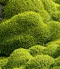 A close-up view of several mounds of bright yellow flowers and green foliage. Produktbild-Vorschau