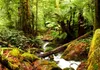 Vlies Fototapete - Forest Brook 250x175 cm Landschaften Produktbild-Vorschau 5