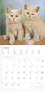 Katzen 2027 Produktbild-Vorschau 4