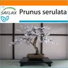 SAFLAX Garden in the bag - Japonský třešňový květ - Prunus Náhled obrázku produktu 5