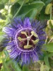 Passiflore Passiflora Purple Haze 40–60 cm – Fleurs Voir les images du produit 7