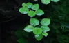 Aquarium Pflanze Limnobium laevigatum Tropica Nr.063 TC in Produktbild-Vorschau 1
