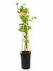 Geißblatt 'Belgica Select' 60-80 cm | Duftendes Produktbild-Vorschau 4