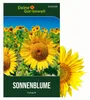 Zwergsonnenblumen Sunspot Samen - Helianthus annuus - Produktbild-Vorschau 1