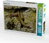Calvendo Eidechsen Liebe 1000 Teile Puzzle quer 640x480mm, Produktbild-Vorschau 1