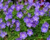 Stauden Gänge 3 x Geranium 'Rozanne ®' im 1 Liter Topf - Produktbild-Vorschau 2