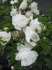 Rosa Dominique Loiseau ® - Beetrose - Delbard Rose Produktbild-Vorschau 2