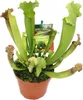 Pianta brocca - Sarracenia - vaso 9cm Anteprima dell’immagine prodotto 2